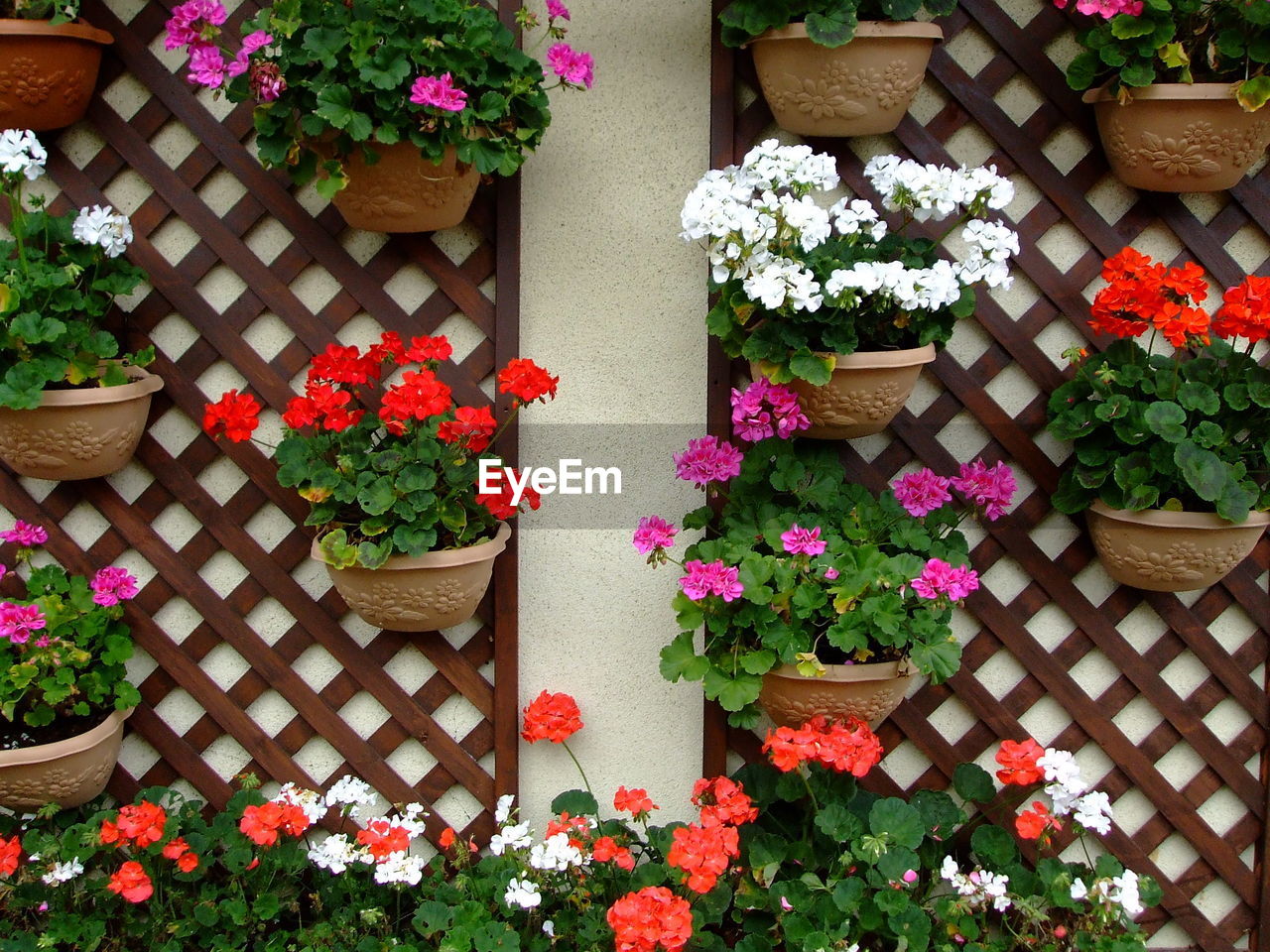 HIGH ANGLE VIEW OF FLOWERING PLANTS IN POTTED PLANT