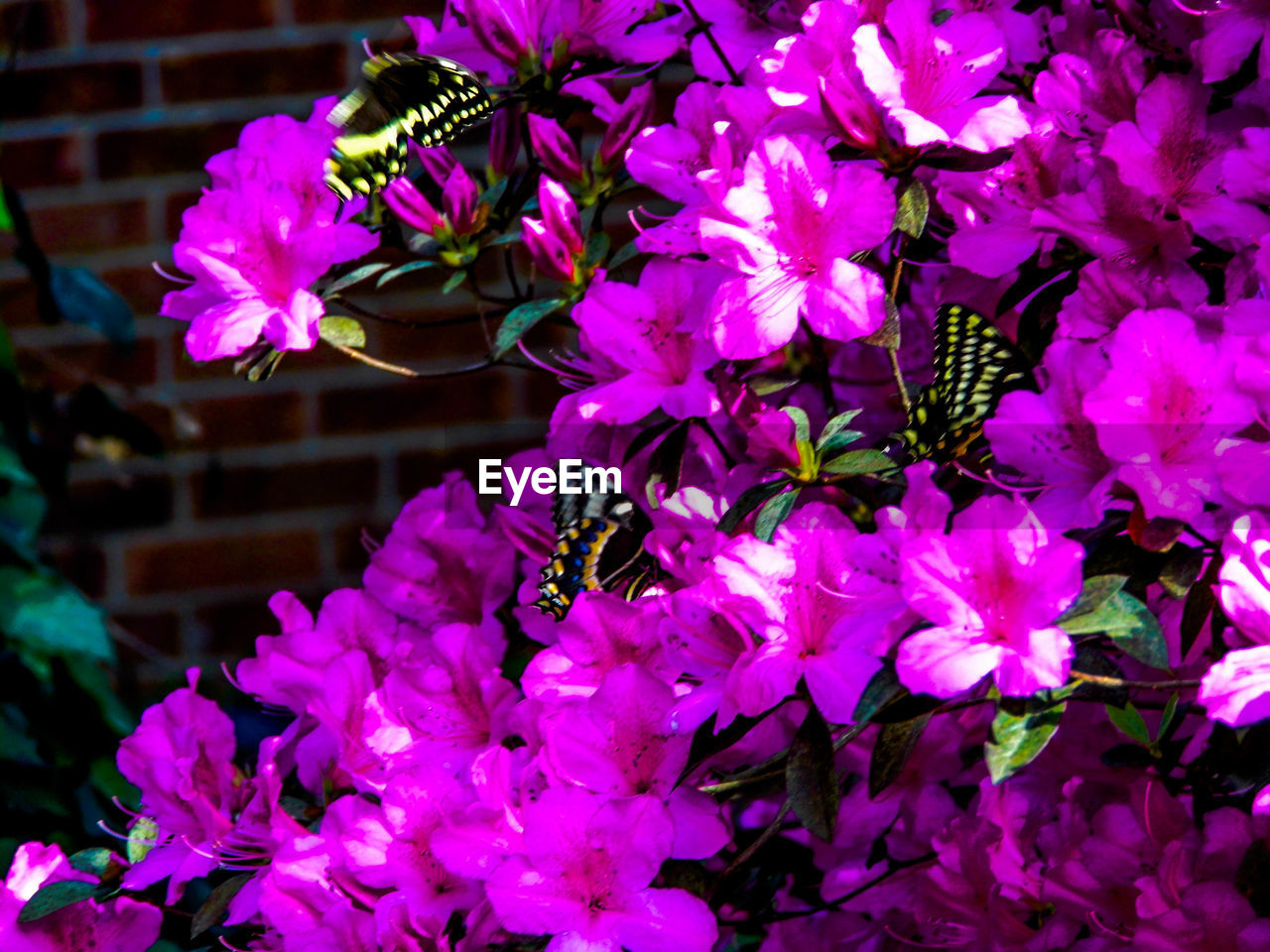 CLOSE-UP OF PINK FLOWERS BLOOMING