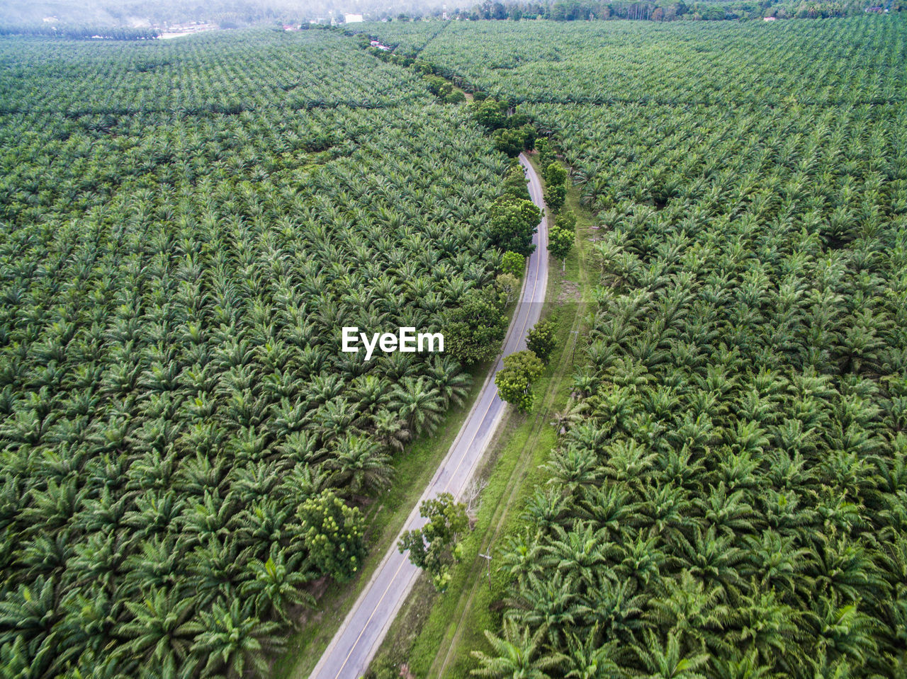 The road inside palm oil tree or plantation in the regency of luwu timur, south sulawesi, indonesia