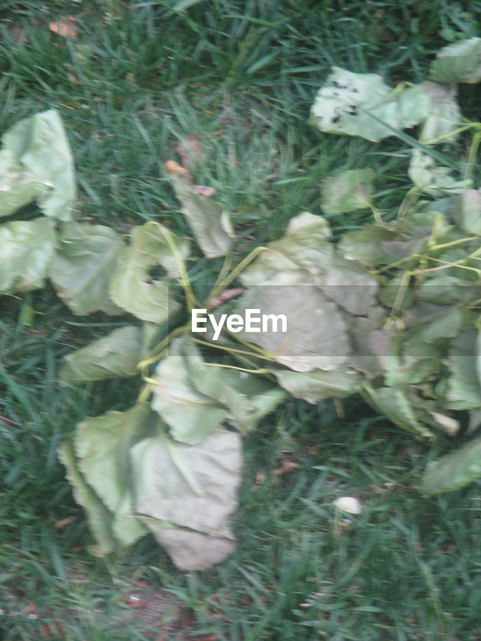 CLOSE-UP OF FRESH GREEN PLANT