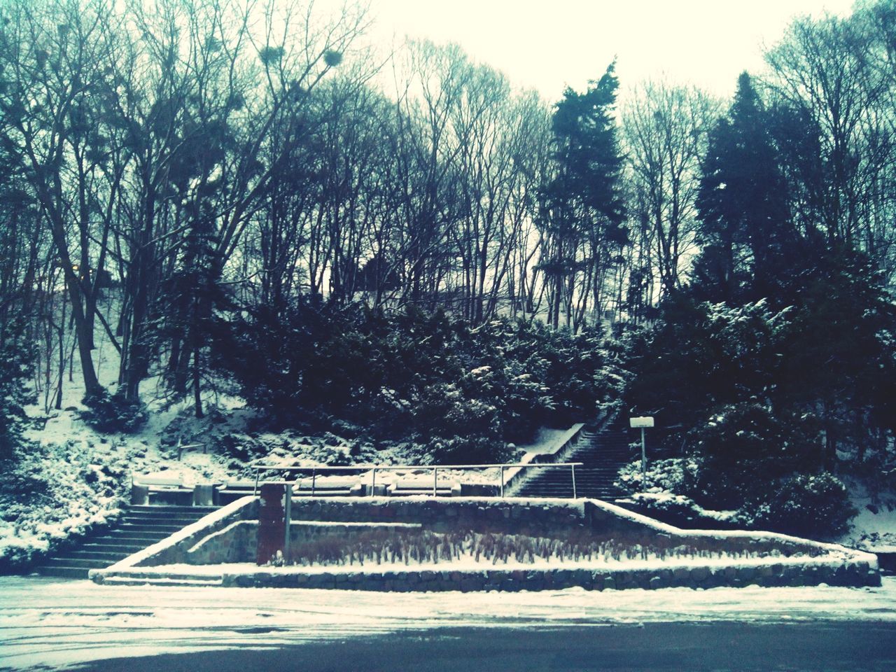 Trees and steps in park