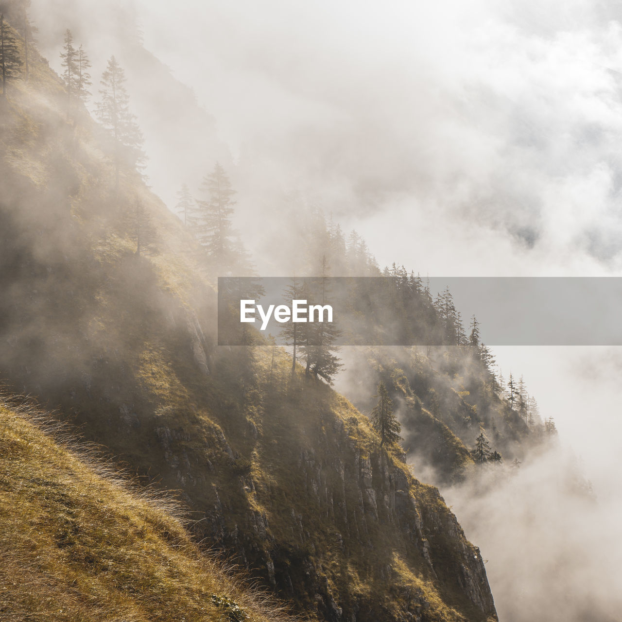 Scenic view of trees on mountain in forest during foggy weather