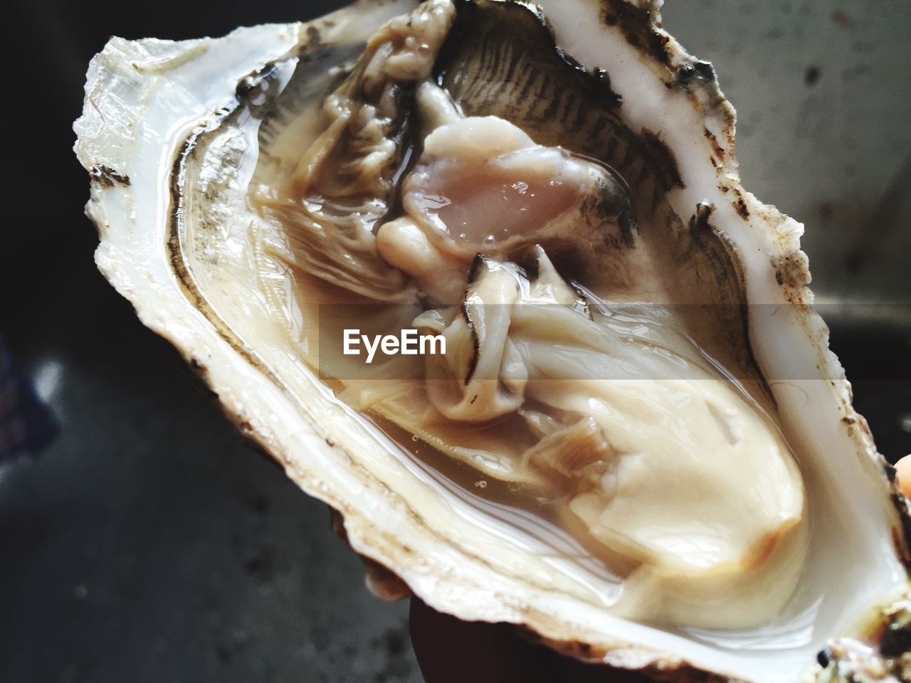 Close-up of oyster