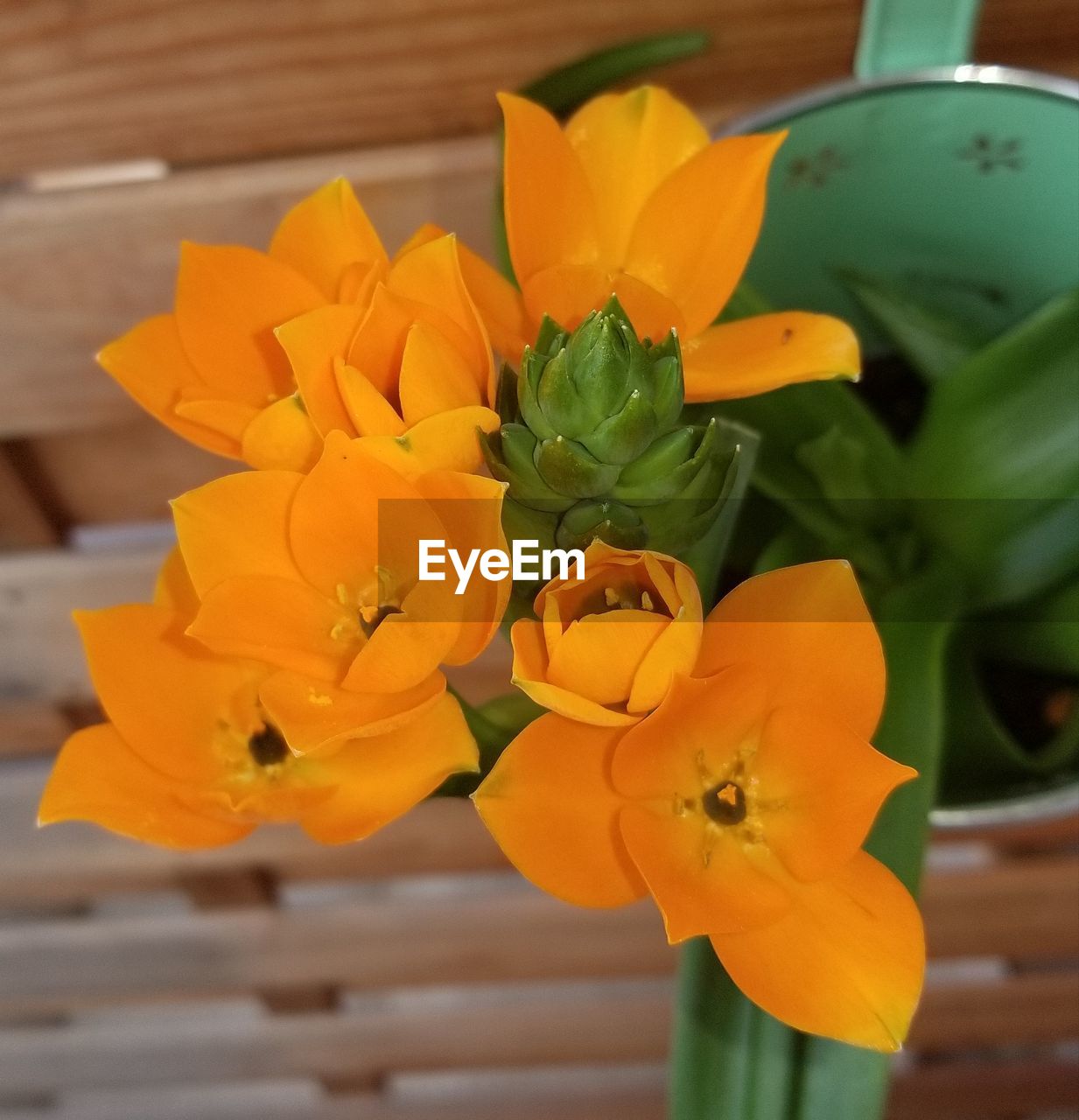 CLOSE-UP OF YELLOW TULIPS