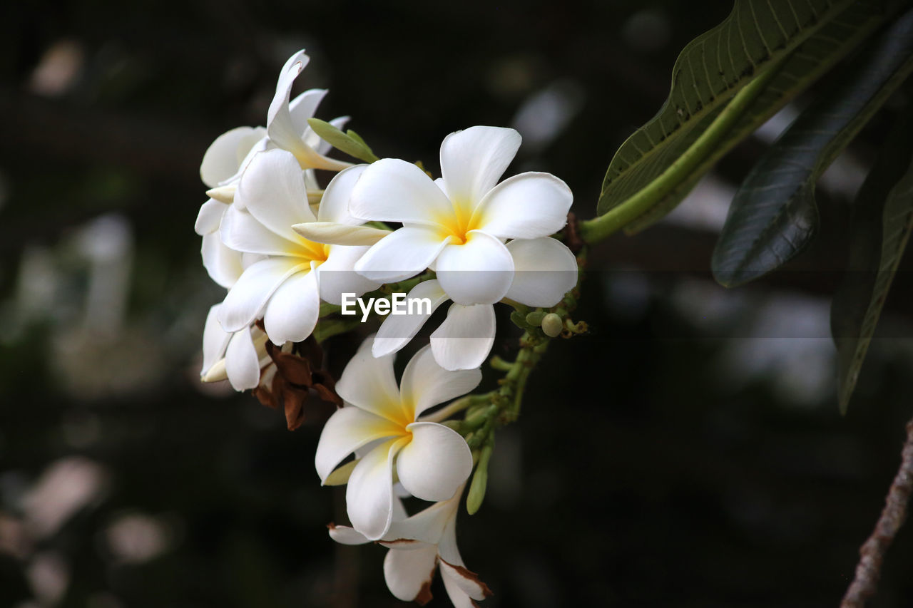 CLOSE-UP OF WHITE FLOWERING PLANTS