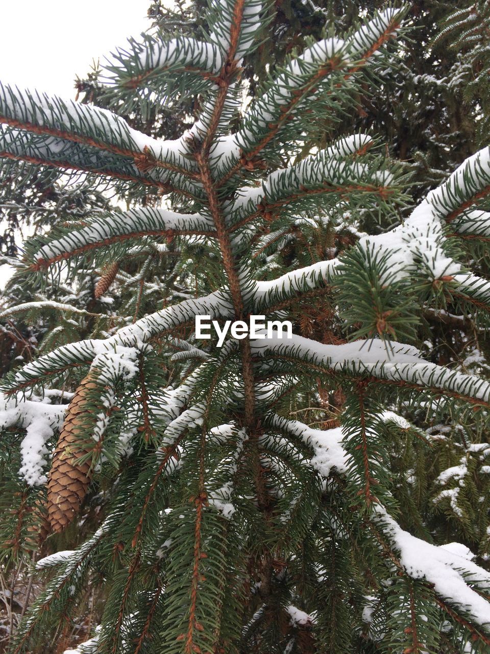 Low angle view of pine tree covered with snow