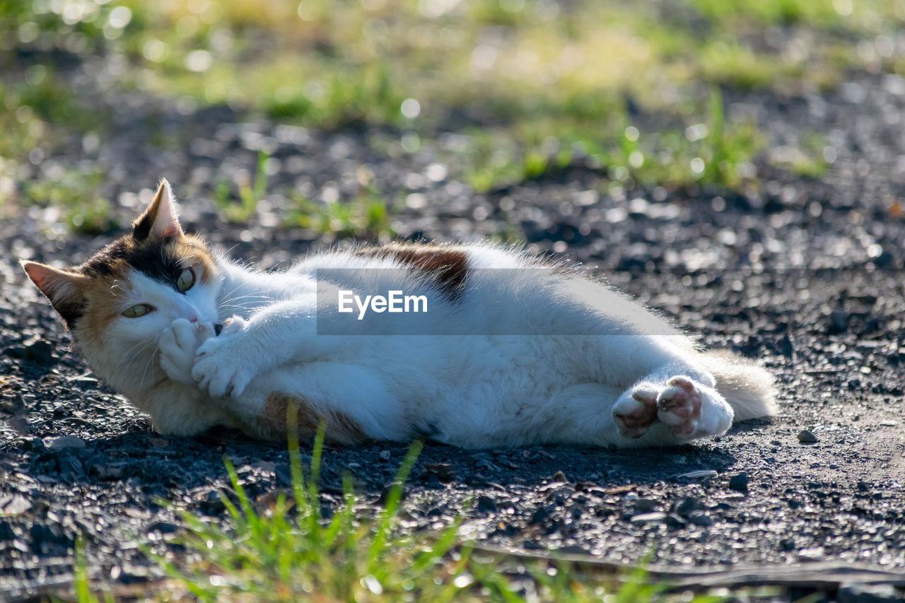 CAT LYING IN THE GROUND