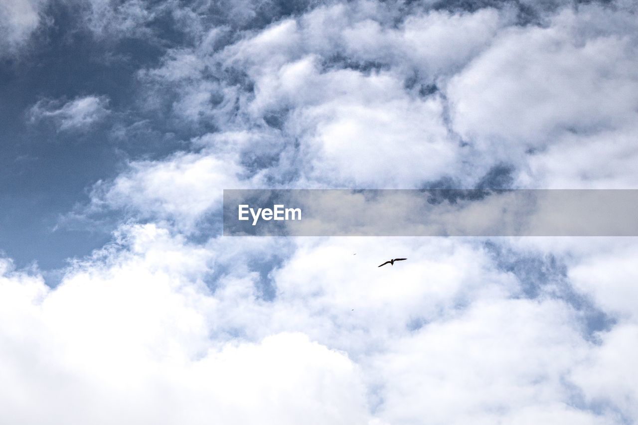 LOW ANGLE VIEW OF BIRD FLYING AGAINST SKY