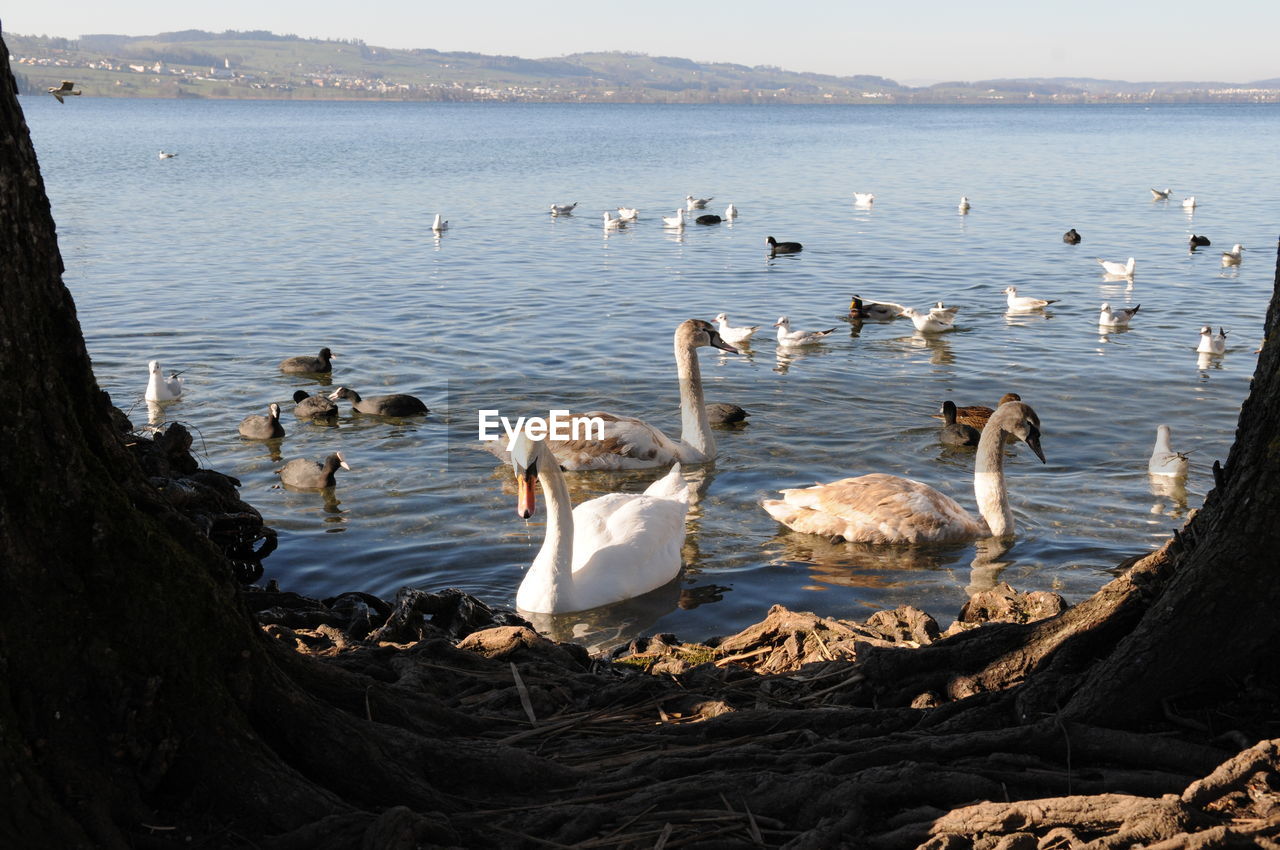 Birds swimming in lake against sky