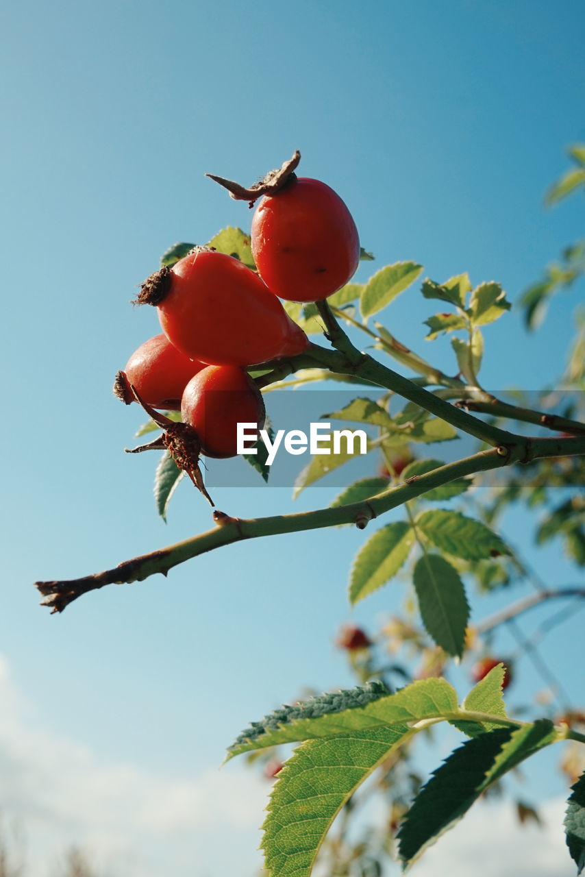 Low angle view of rose hips growing on tree against blue sky