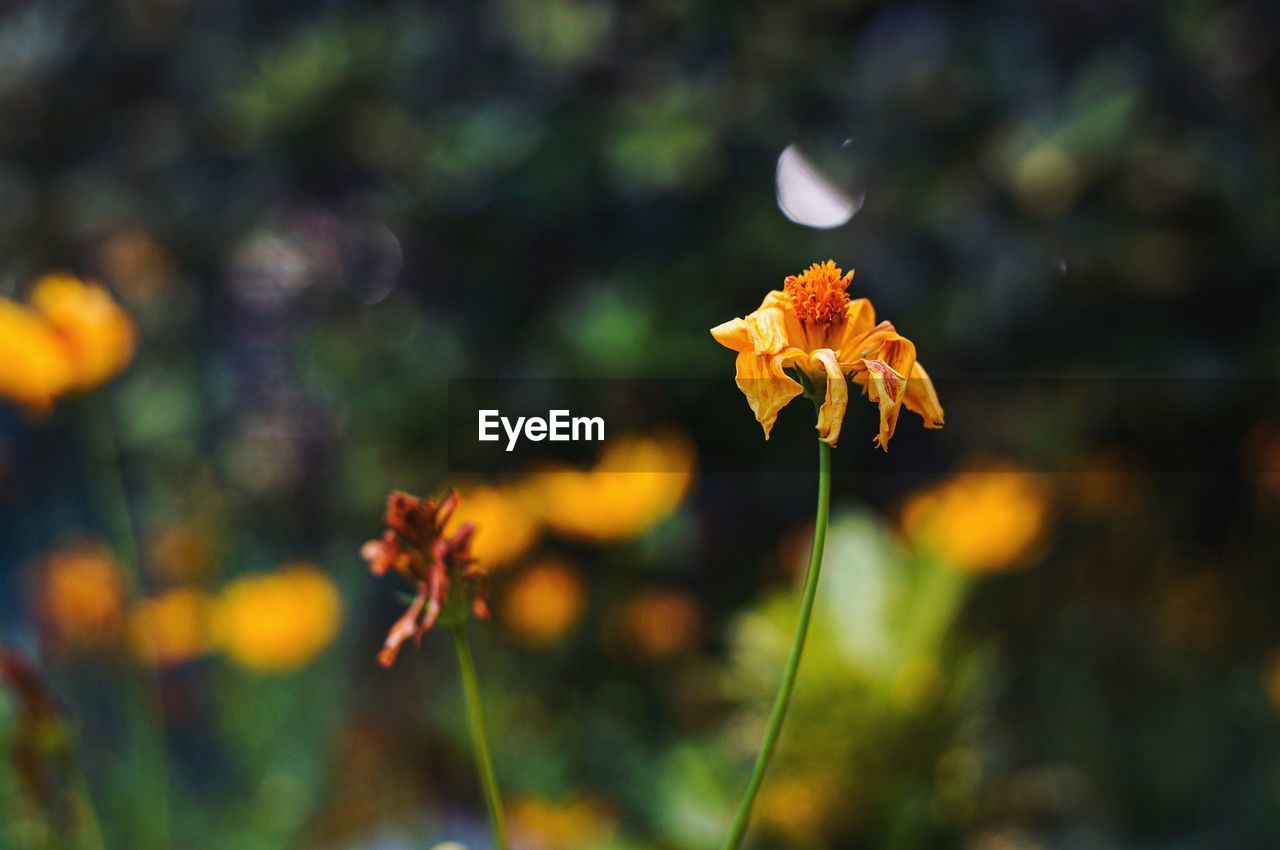 CLOSE-UP OF YELLOW FLOWERING PLANT DURING AUTUMN