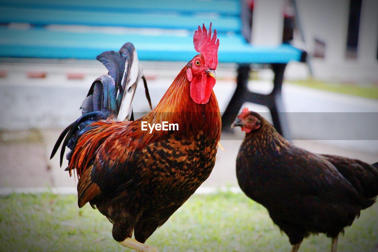 CLOSE-UP OF A ROOSTER ON GROUND