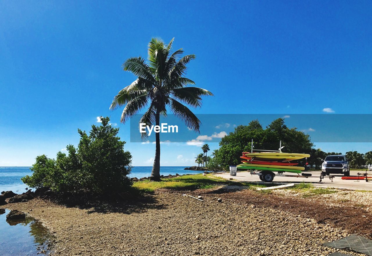 Palm trees on beach against clear sky