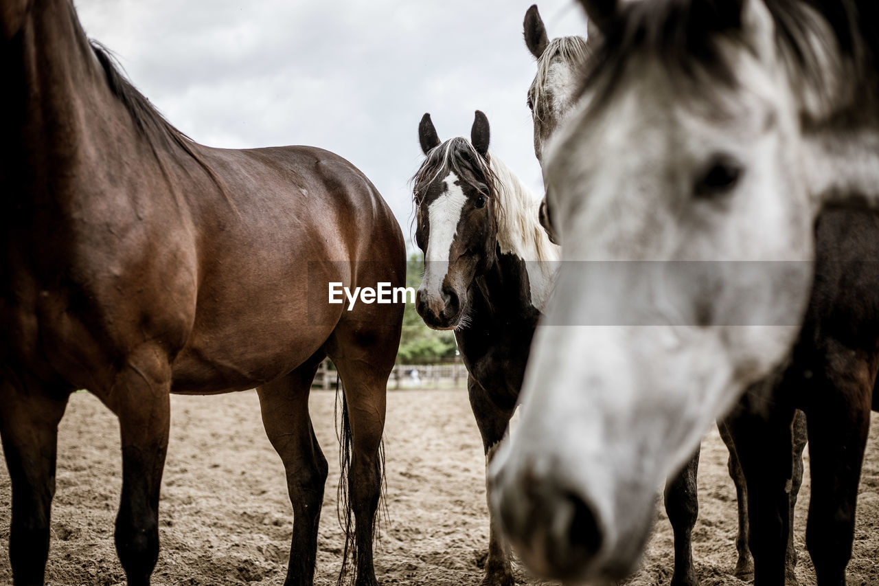 HORSE STANDING IN RANCH