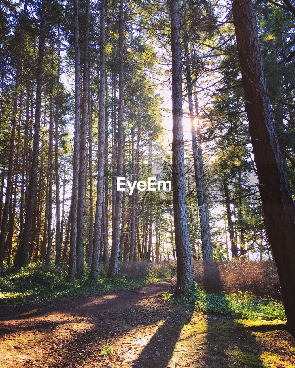 Sunlight streaming through trees in forest