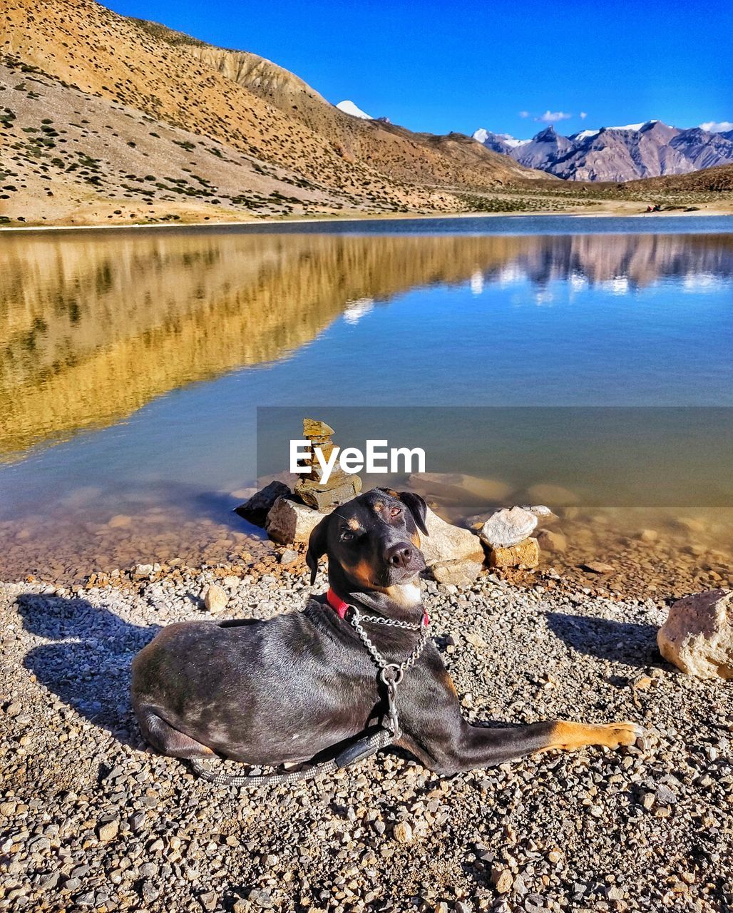 View of dog at lakeshore in high altitude desert surrounded by mountain peaks some with snow