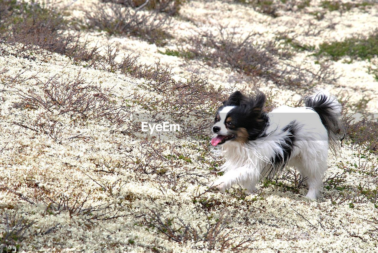 DOG ON STONE