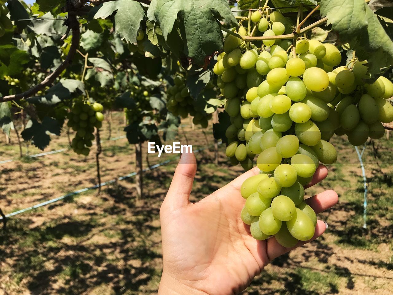 Green grapes in the vineyard. grapes farm.