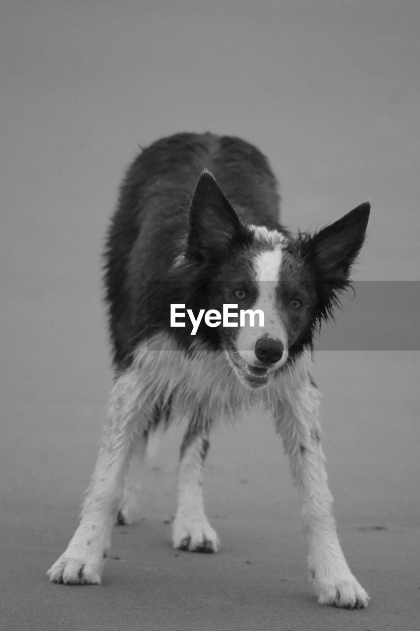 Portrait of dog standing against white background