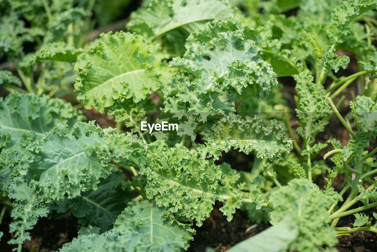 FULL FRAME SHOT OF FRESH VEGETABLES