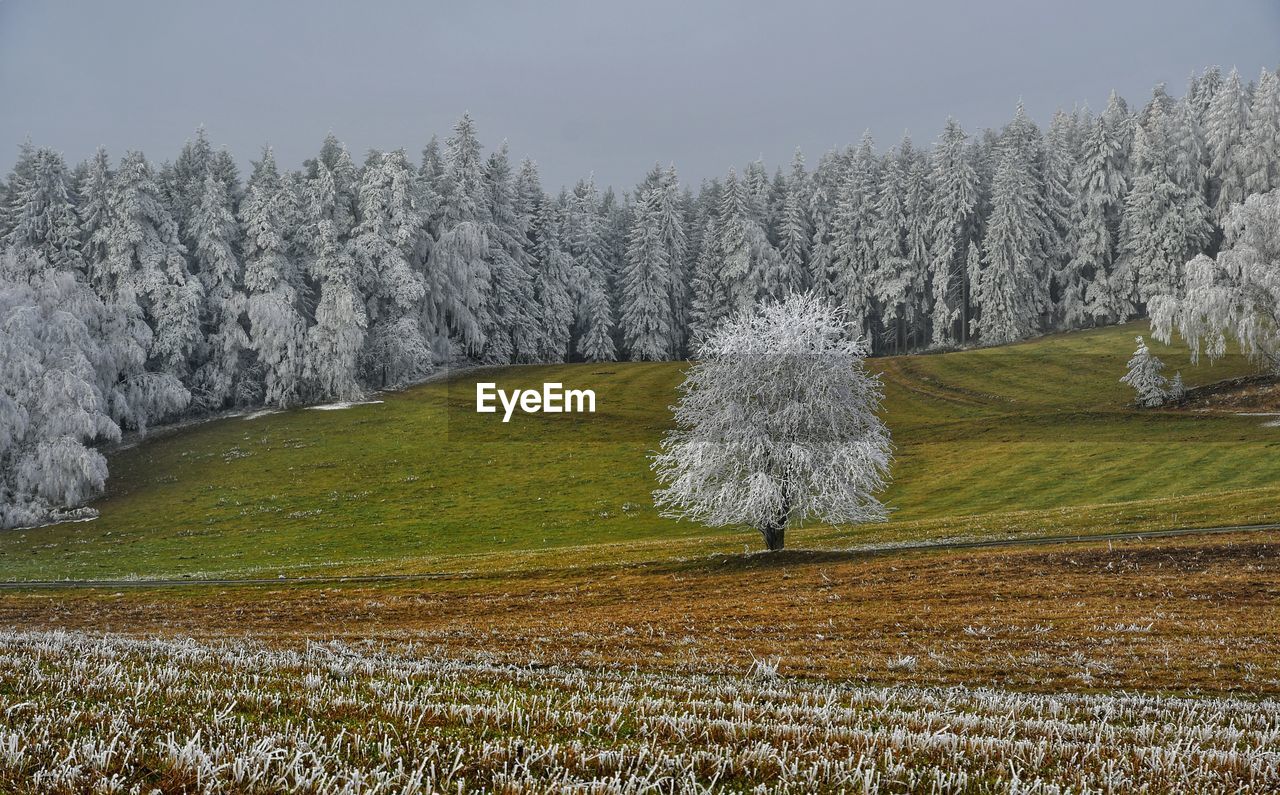 Trees on field against sky during winter