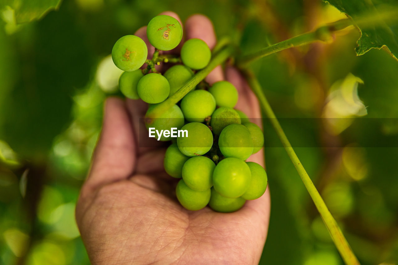 CLOSE-UP OF HAND HOLDING GRAPES IN VINEYARD