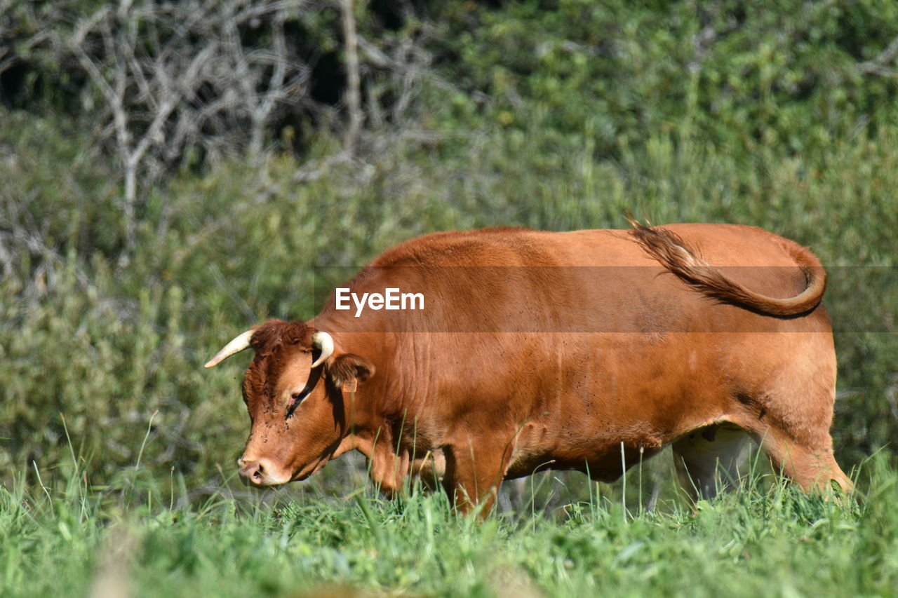 COW LYING IN A FIELD
