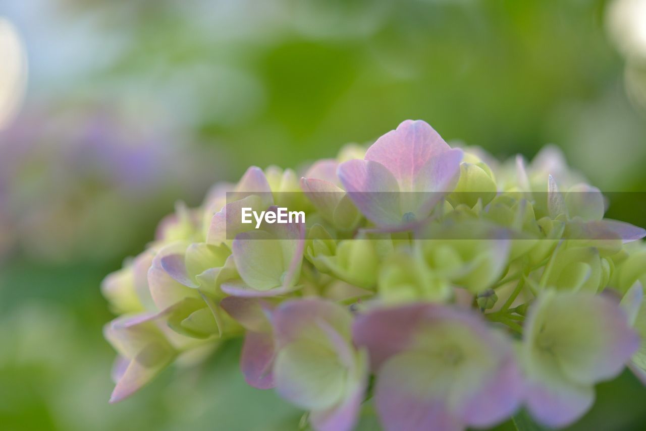 Close-up of pink flowers