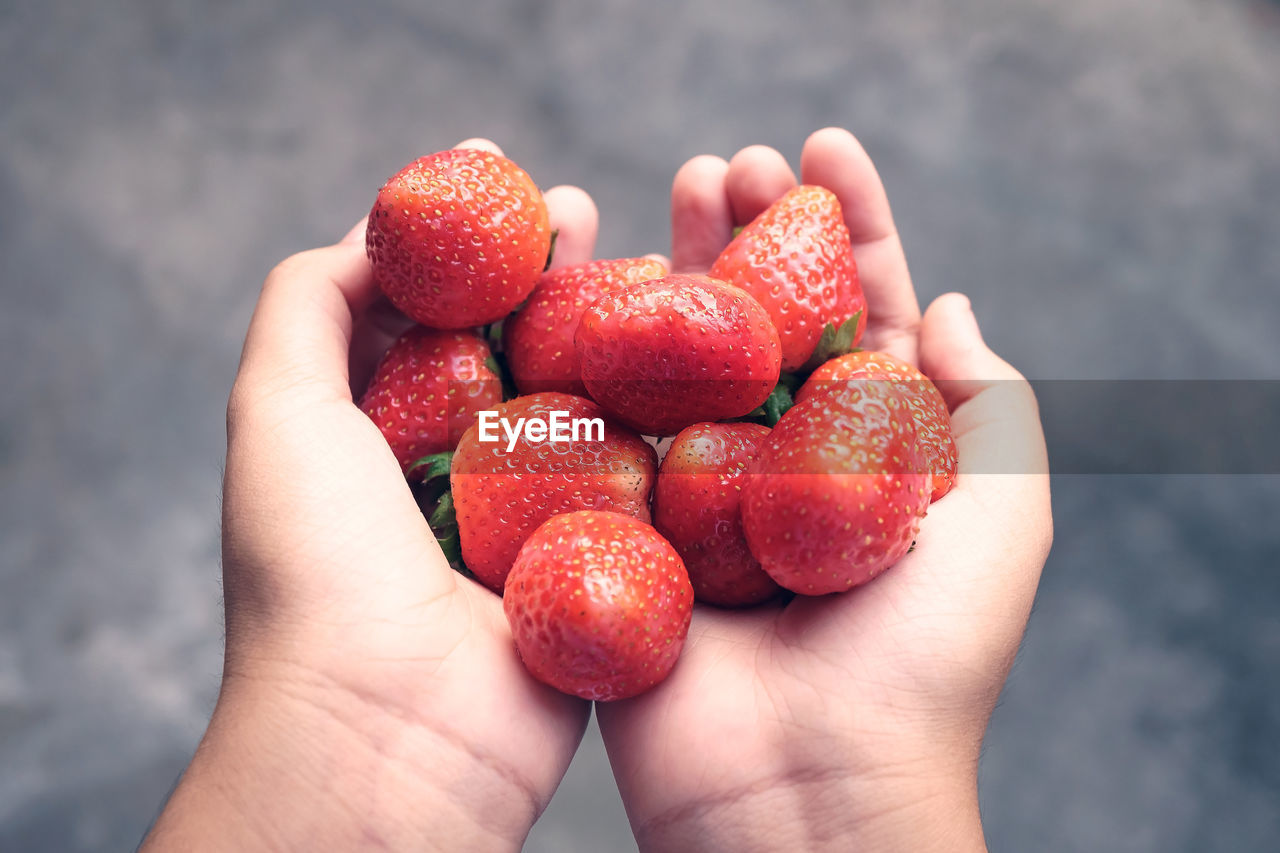Holding fresh strawberry in hands, fresh strawberries selected from strawberry plantations.