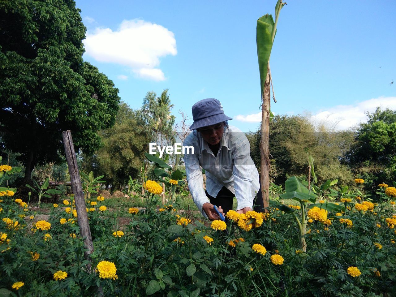 Farmer harvesting marigold on land against sky