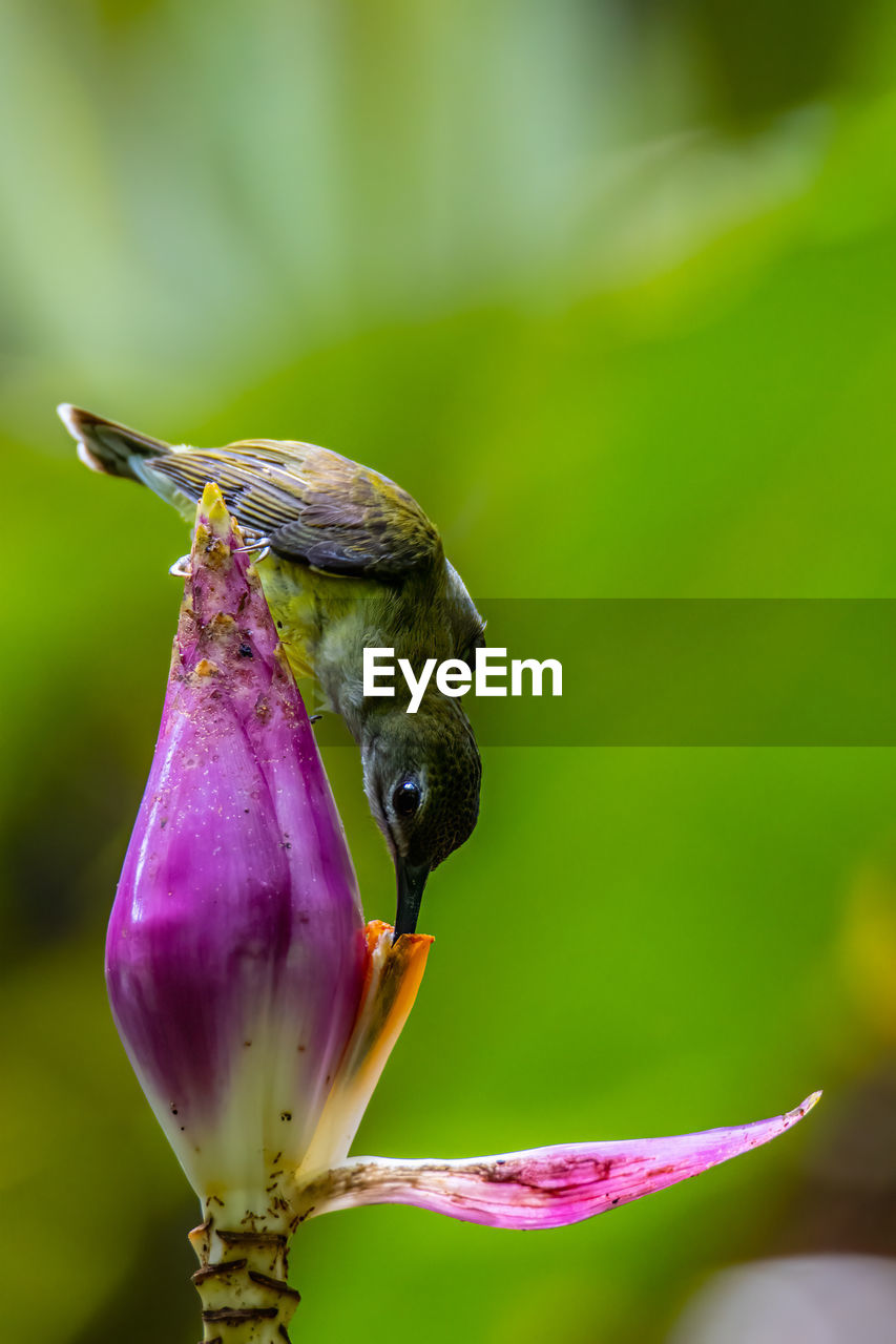 CLOSE-UP OF HONEY BEE ON PURPLE FLOWER