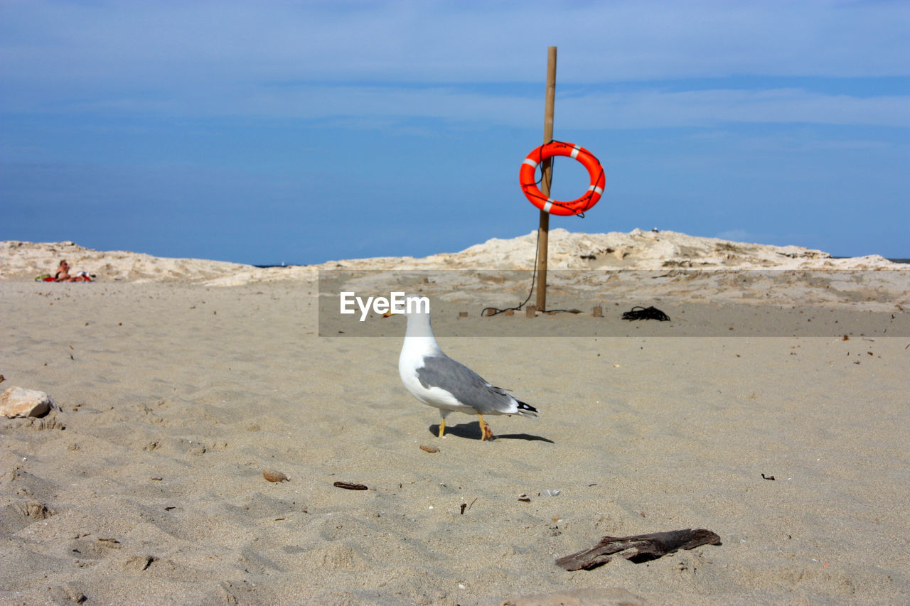 sea, sand, animal themes, animal, bird, land, animal wildlife, nature, wildlife, beach, no people, coast, sky, day, shore, natural environment, seagull, ocean, water, sign, gull, seabird, one animal, outdoors, communication, sunlight, beauty in nature