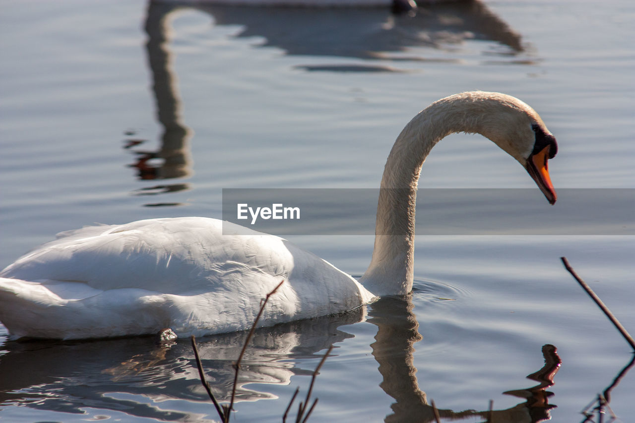 SWANS SWIMMING IN LAKE