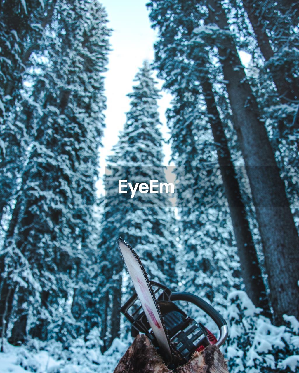 CLOSE-UP OF FROZEN TREES IN FOREST