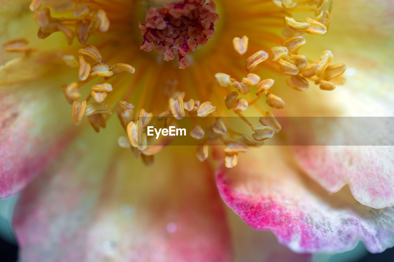 full frame shot of flower
