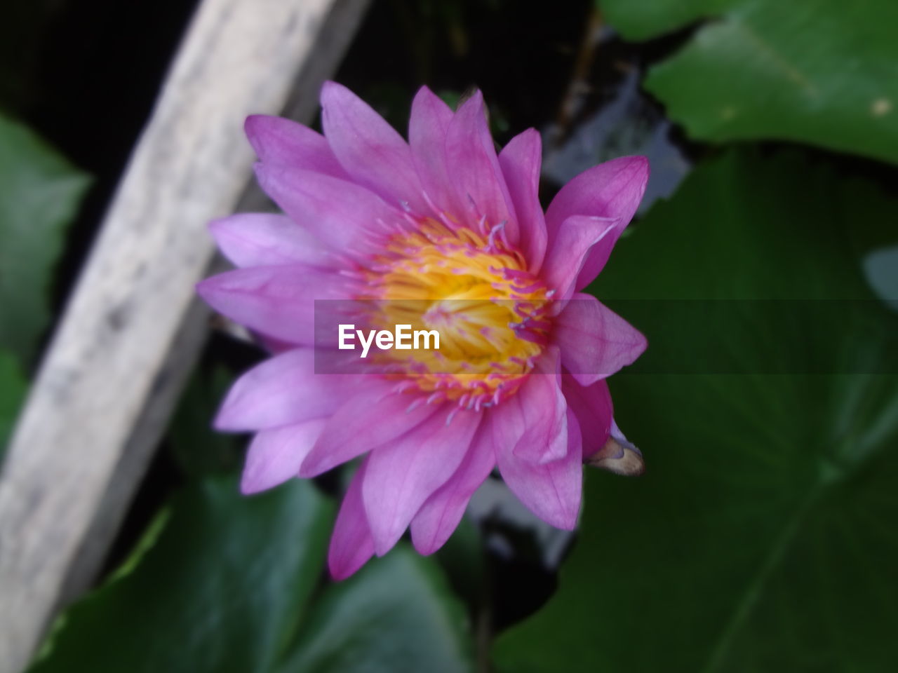 CLOSE-UP OF FLOWER