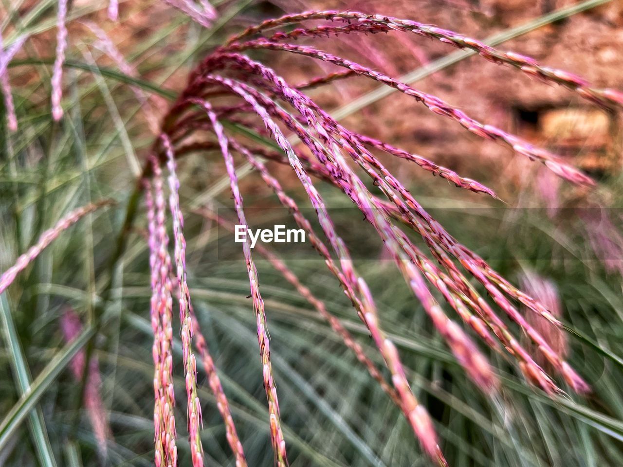 grass, plant, growth, nature, branch, no people, close-up, leaf, flower, beauty in nature, plant stem, tree, day, focus on foreground, outdoors, land, tranquility, selective focus, pink, field, macro photography, frost