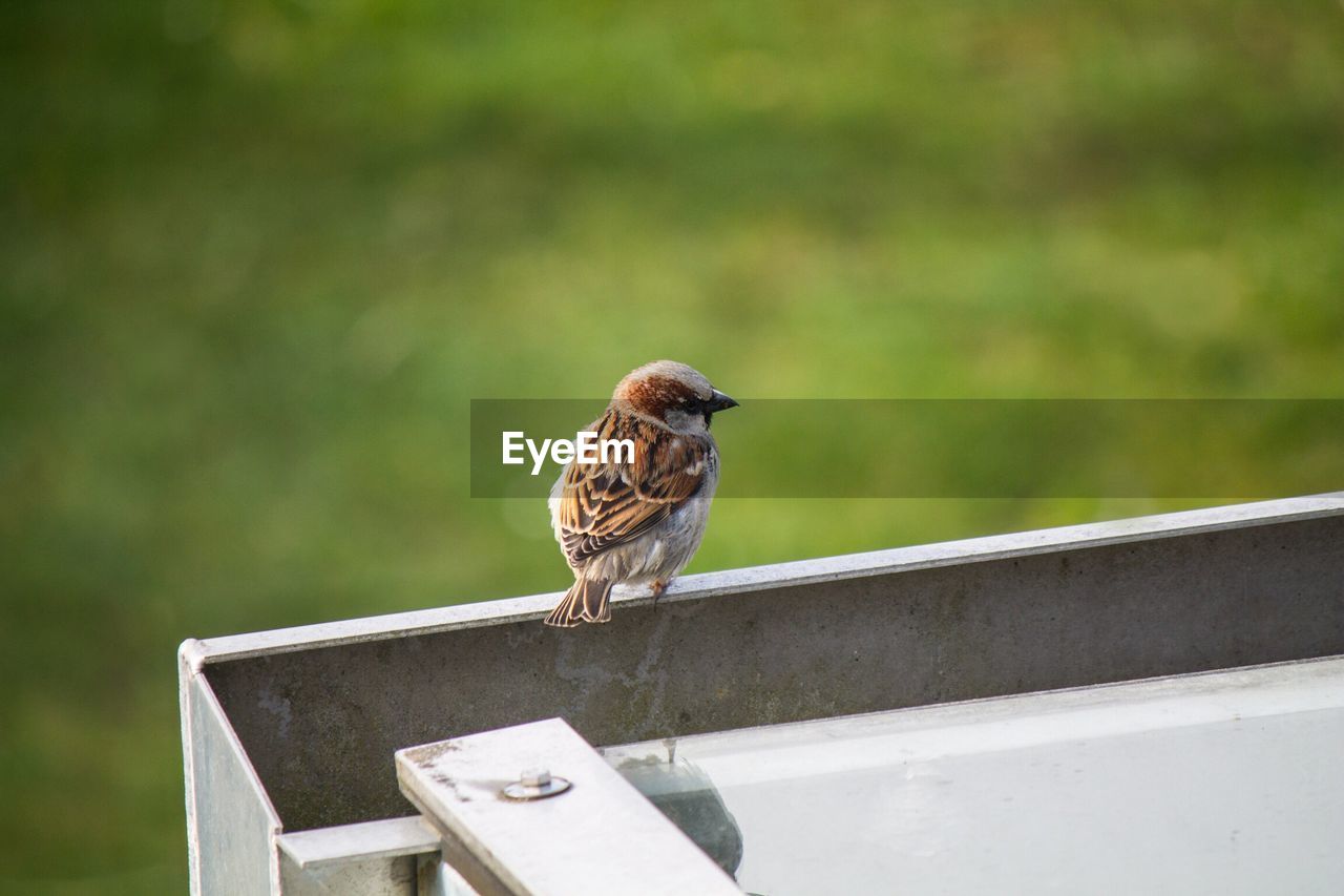 Sparrow perching on roof gutter