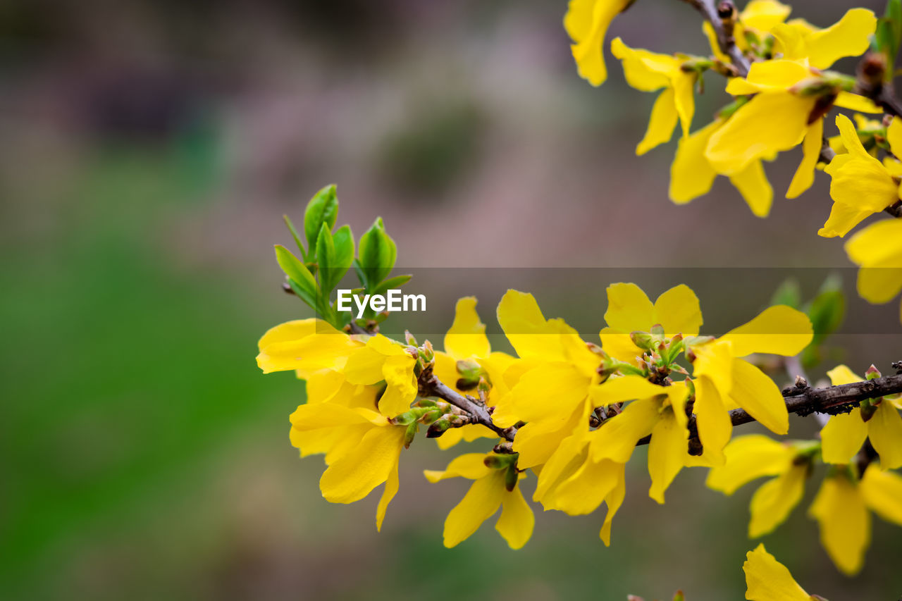 CLOSE-UP OF YELLOW FLOWERING PLANT IN SPRING