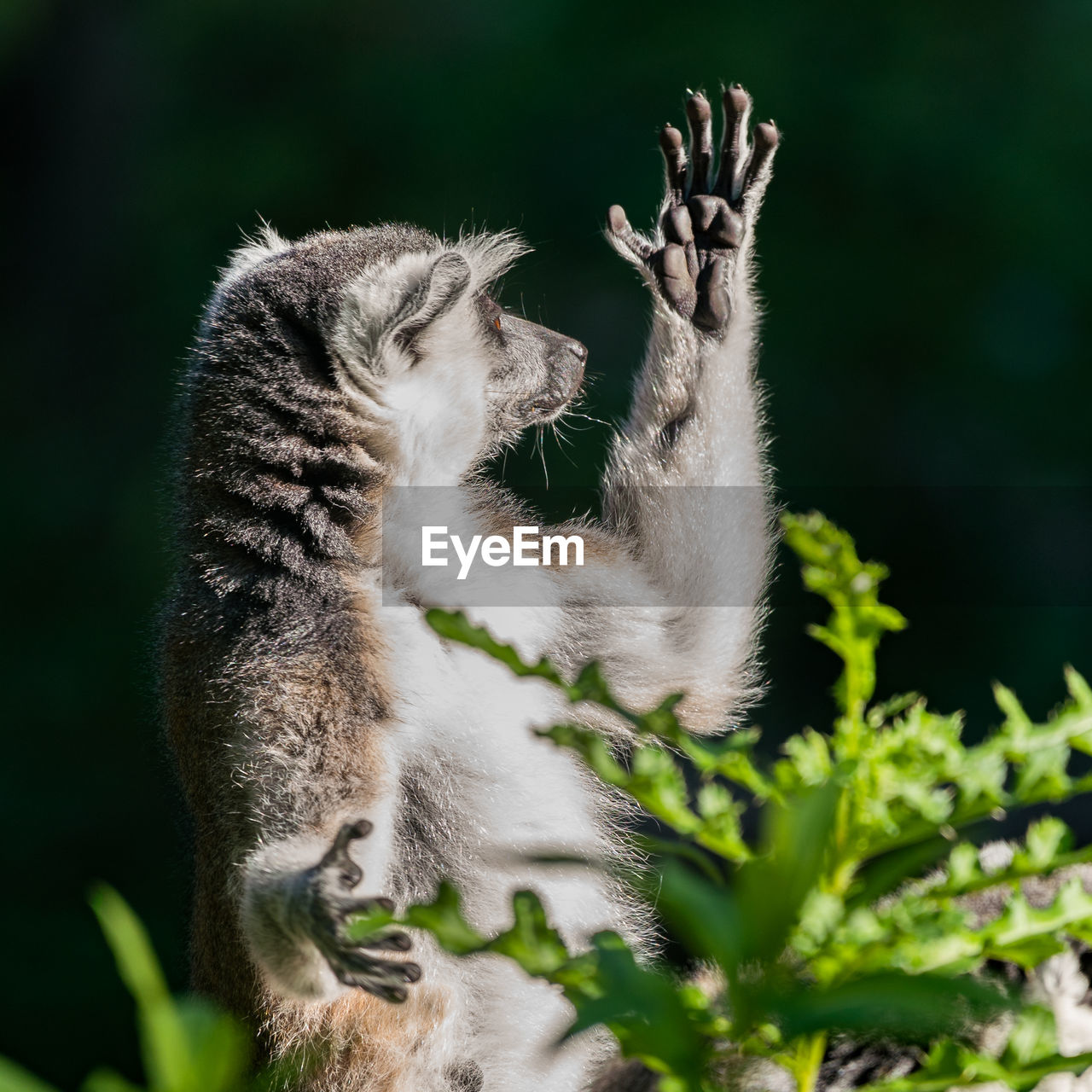 Close-up of lemur outoors