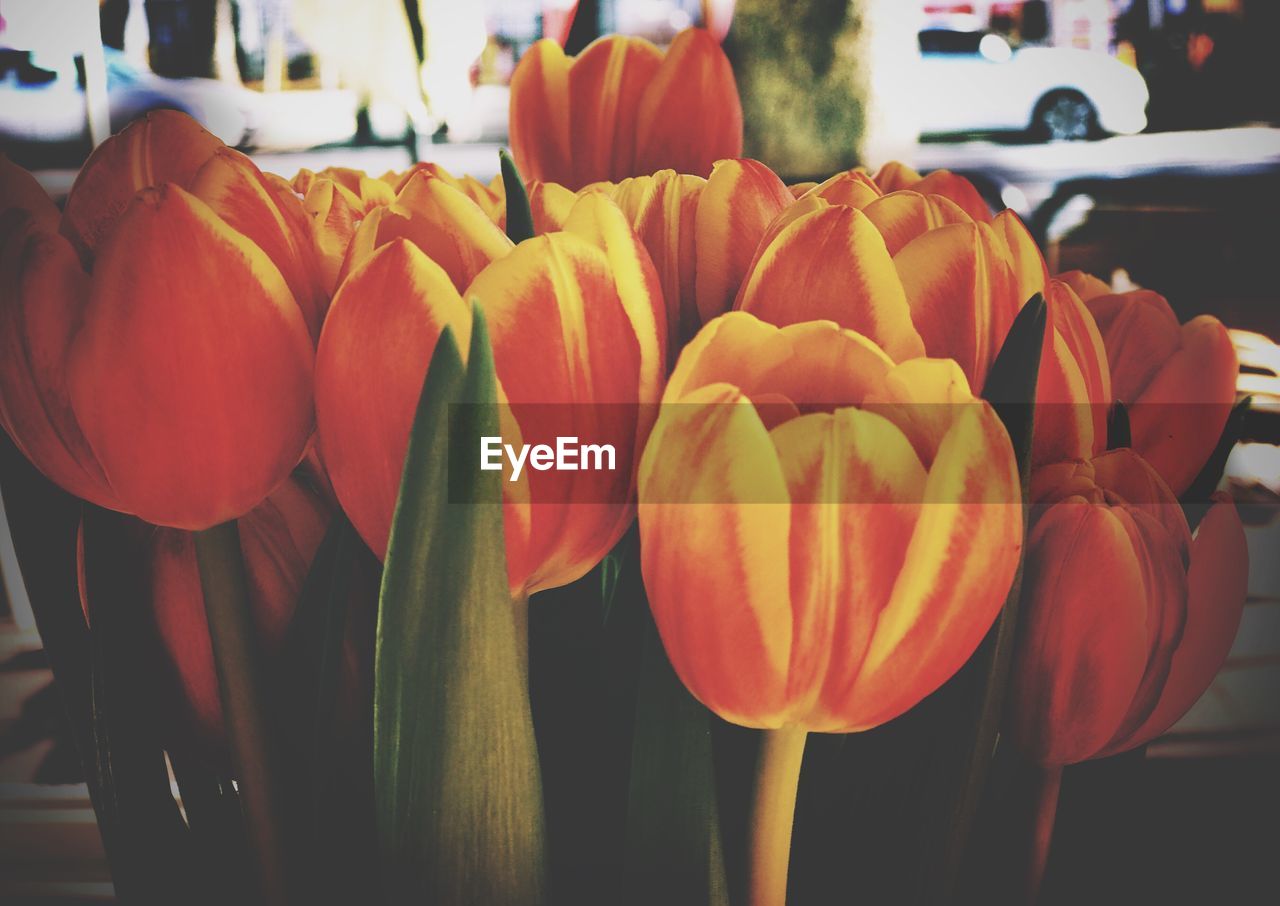 CLOSE-UP OF ORANGE TULIPS