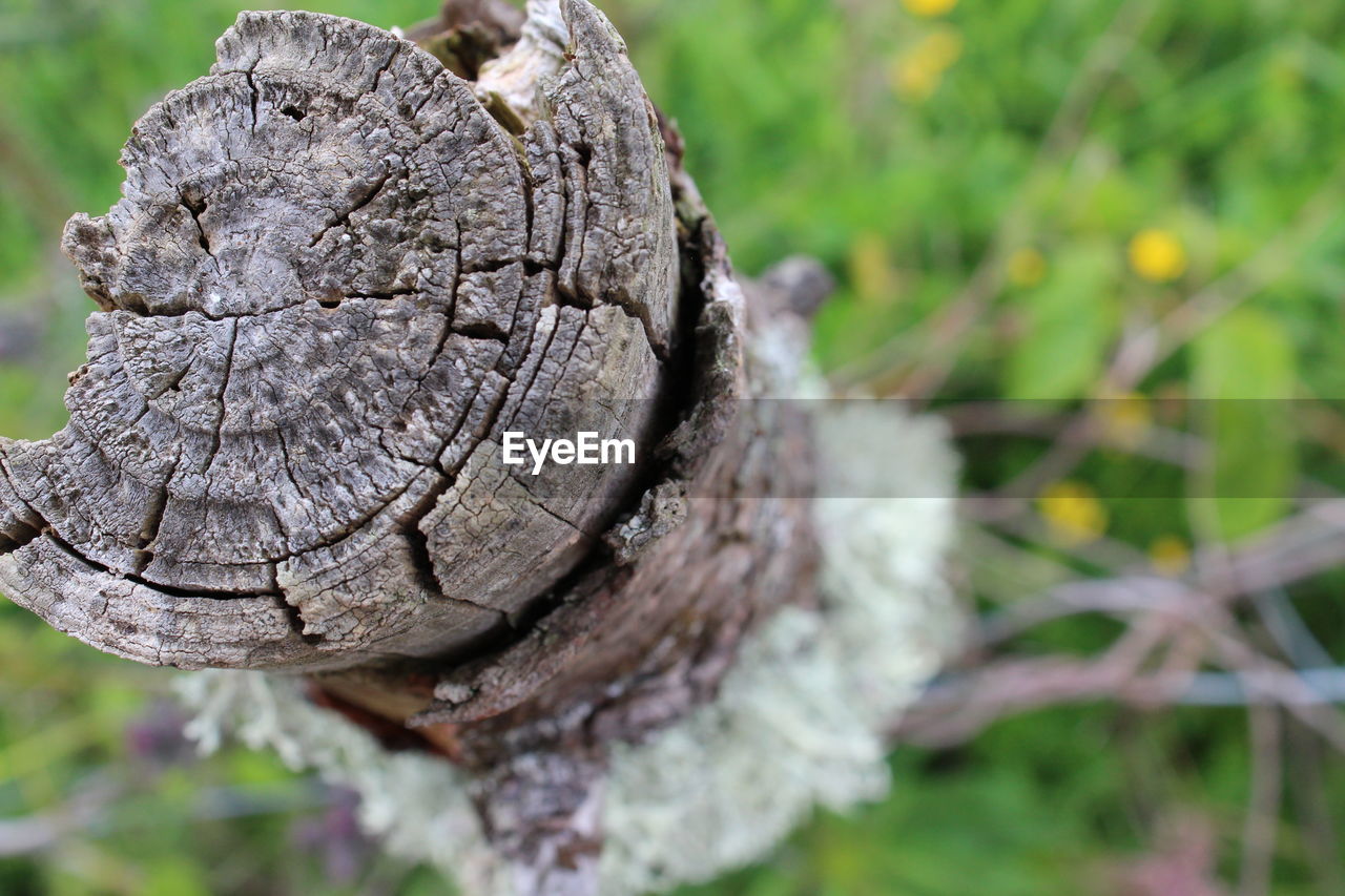 Close-up of damaged tree on field