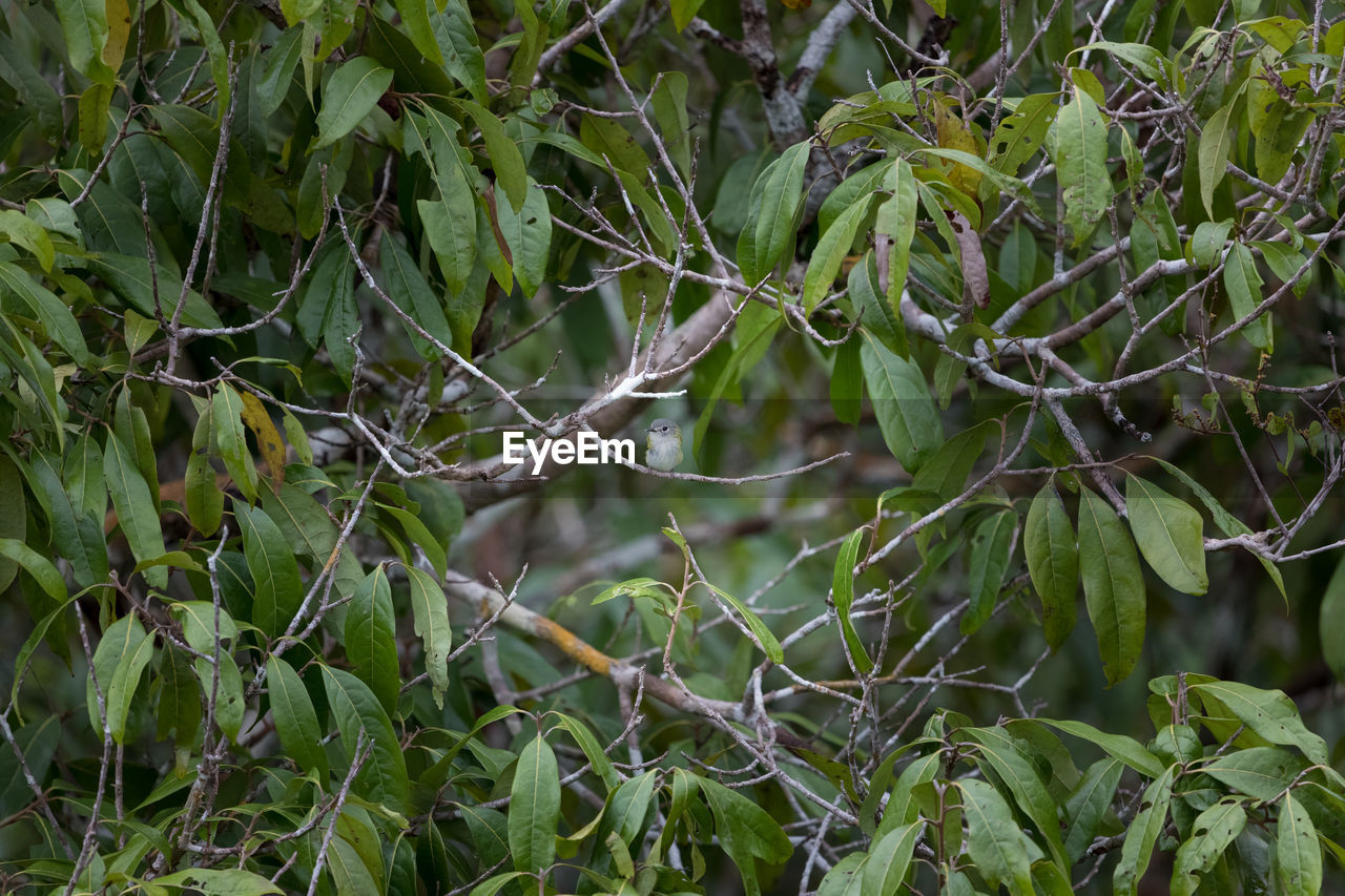 CLOSE UP OF TREE