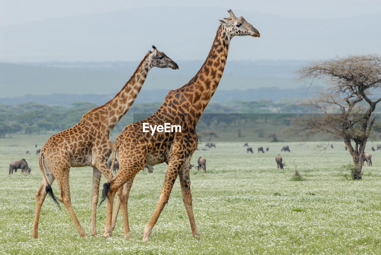 Giraffes on serengeti plains