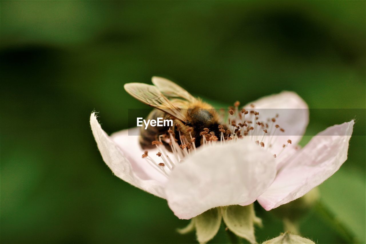 CLOSE-UP OF INSECT POLLINATING ON WHITE FLOWER