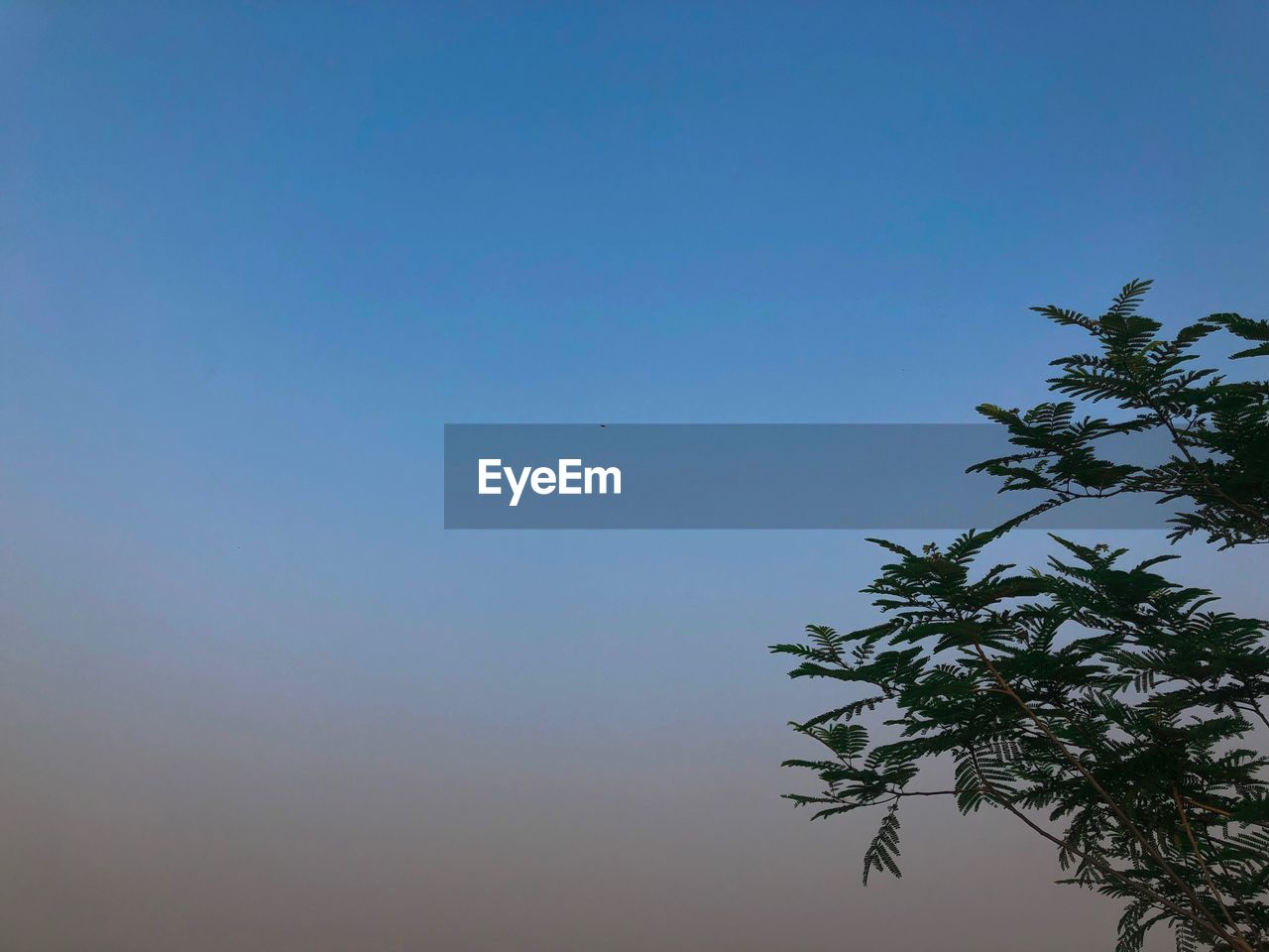 LOW ANGLE VIEW OF TREES AGAINST CLEAR SKY