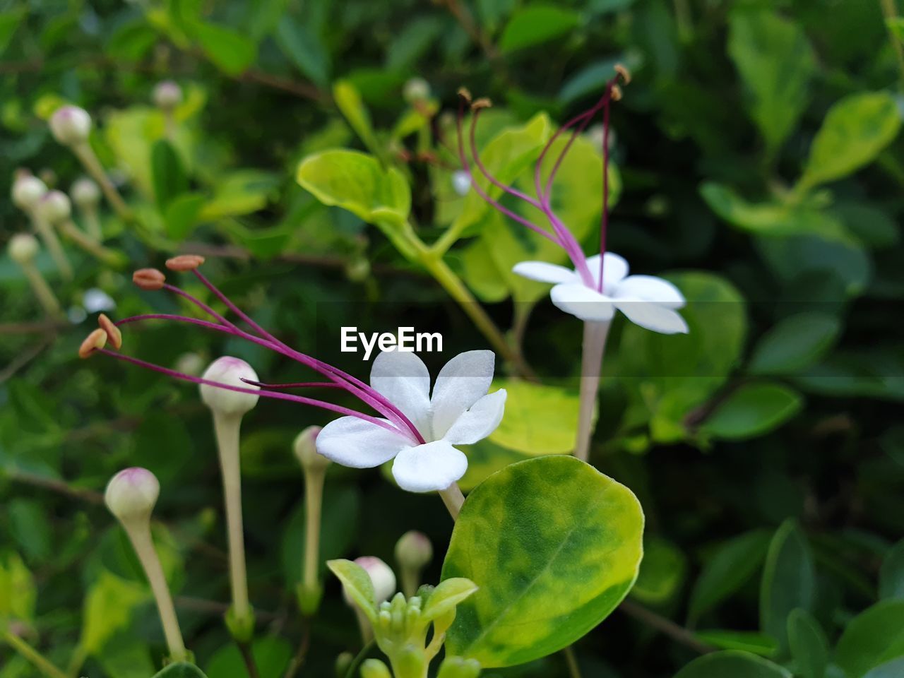 CLOSE-UP OF WHITE FLOWERING PLANTS