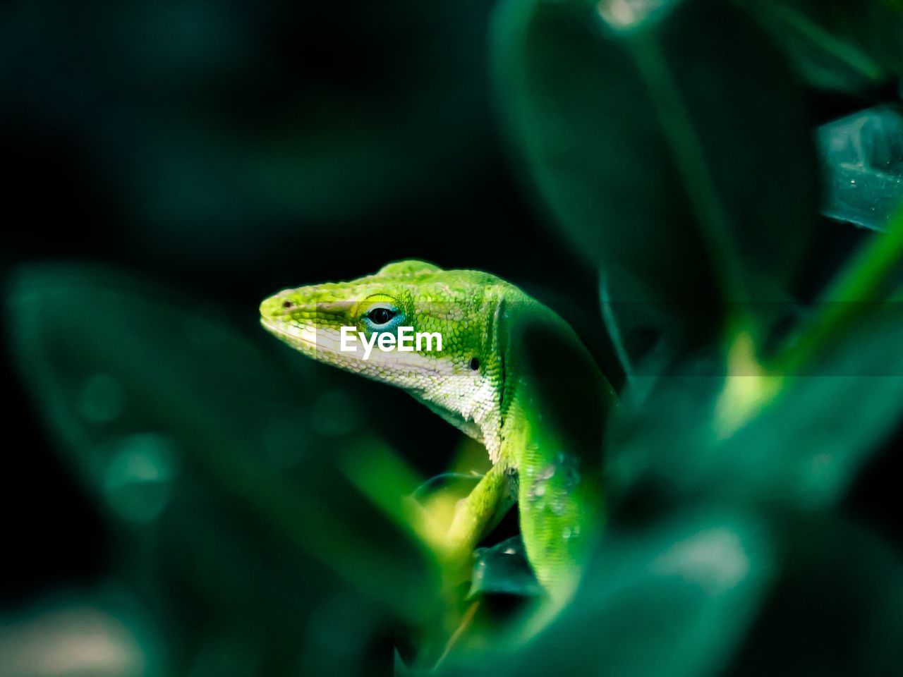 Close-up of reptile amidst plants