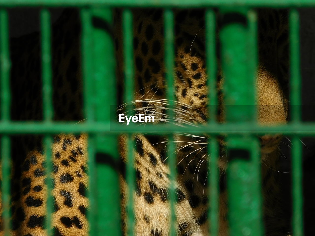 Leopard in cage