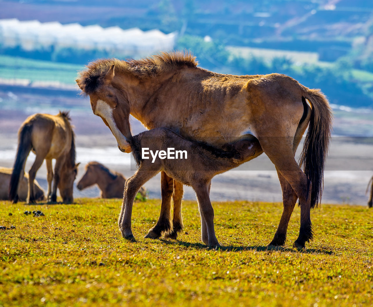 HORSE STANDING ON FIELD